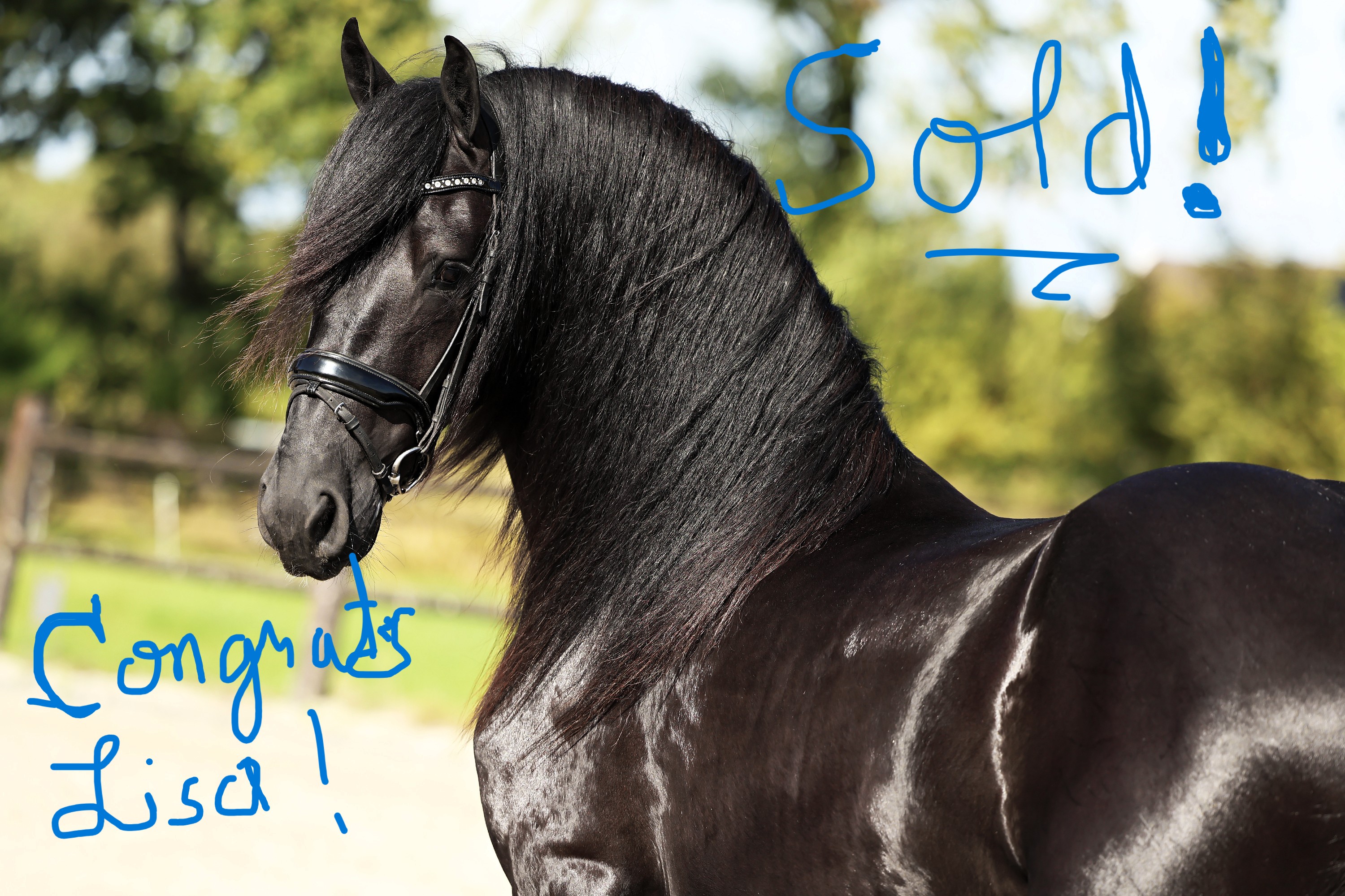 Friesian GIVENCHY - Sold